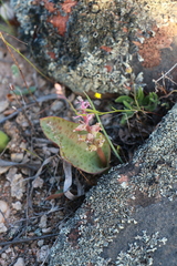 Lachenalia membranacea