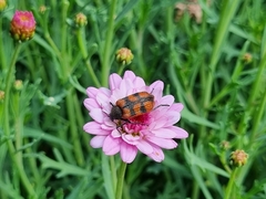 Astylus trifasciatus
