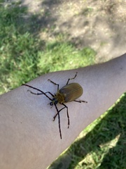 Acanthinodera cumingii