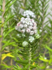 Phylica pinea