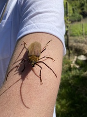 Acanthinodera cumingii