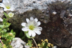 Cerastium alpinum