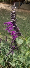 Salvia guaranitica