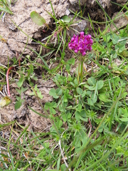 Trifolium burchellianum