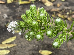 Phylica pinea