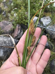 Carex rostrata