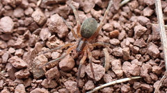 Scotina celans