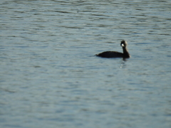 Nannopterum brasilianum