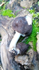 Pluteus ephebeus