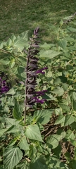 Salvia guaranitica