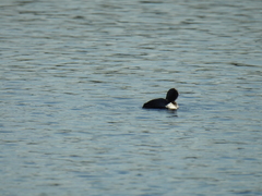 Nannopterum brasilianum