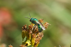 Augochloropsis viridula