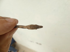 Oxybelis transandinus