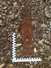 Ursus americanus amblyceps