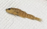 Microgadus tomcod
