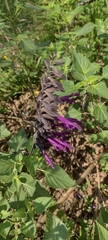 Salvia guaranitica