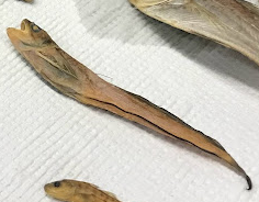 Merluccius bilinearis