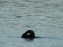 Nannopterum brasilianum