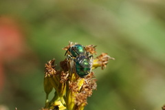Augochloropsis viridula