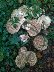 Rhacodium