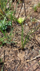 Cyperus sphaerocephalus
