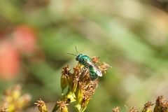 Augochloropsis viridula