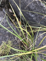 Carex rostrata
