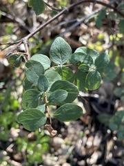 Symphoricarpos rotundifolius