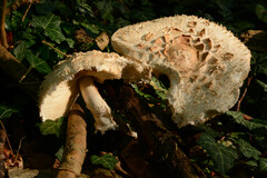Rhacodium