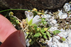 Cerastium alpinum