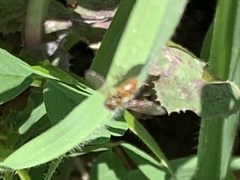 Toxomerus marginatus