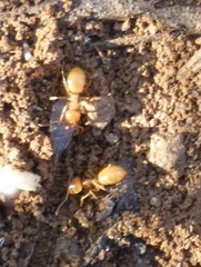 Lasius