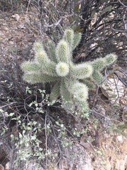 Cylindropuntia bigelovii
