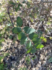 Symphoricarpos rotundifolius