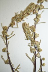 Artemisia borealis