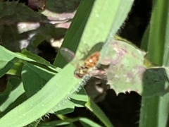 Toxomerus marginatus