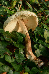 Rhacodium
