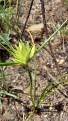 Cyperus sphaerocephalus