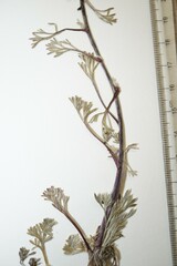 Artemisia borealis