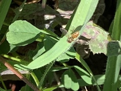 Toxomerus marginatus