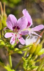 Pelargonium scabrum