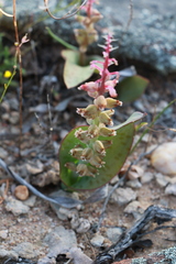 Lachenalia membranacea