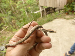 Oxybelis transandinus