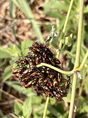 Oncopeltus famelicus