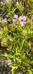 Pelargonium scabrum