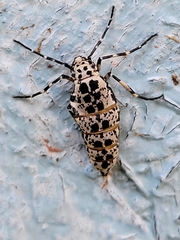 Erannis tiliaria