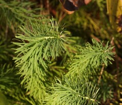 Euphorbia cyparissias