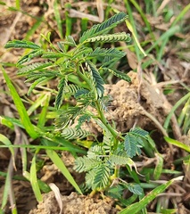 Albizia julibrissin julibrissin