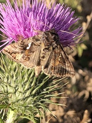Autographa