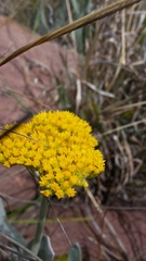 Helichrysum dasymallum